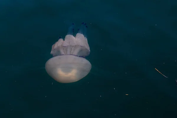 Jellyfish Nada Sozinho Azul — Fotografia de Stock