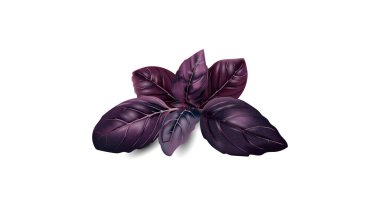 Vektör tasarımında taze fesleğen yapraklarının tasviri.