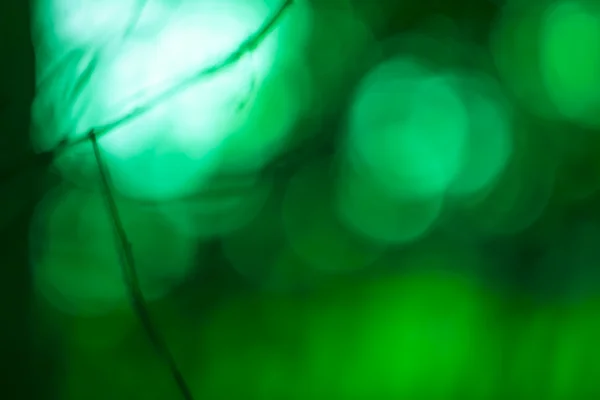 야생 숲의 반사의 녹색 배경. — 스톡 사진