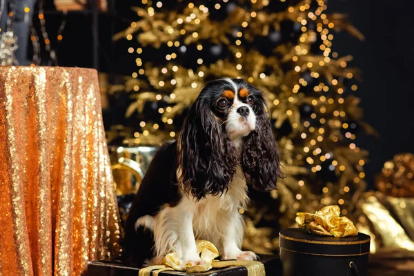 Χαριτωμένο Χριστουγεννιάτικο Σκυλί Δώρα Και Διακοσμήσεις Στο Χρυσό Χριστουγεννιάτικο Δέντρο — Φωτογραφία Αρχείου