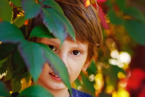 Ragazzo Dai Capelli Rossi Maglione Blu Sullo Sfondo Foglie Rosse — Foto Stock