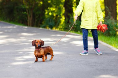 Sarı ceketli bir kız, sonbaharda parkta kırmızı bir Dachshund ile yürüyor..