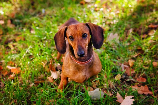 Red Dachshund Close Dog Autumn Park Background Fallen Leaves Green — Stock Photo, Image