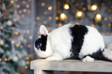 Noel günü ışıklardan oluşan bir çelengin arkasında küçük bir tavşan. Noel için bir evcil hayvan. Evcil hayvanın olduğu bir tatil kartı. Ağacın altında bir hayvanla selamlaşmak. Boşluğu kopyala, metin için boşluk