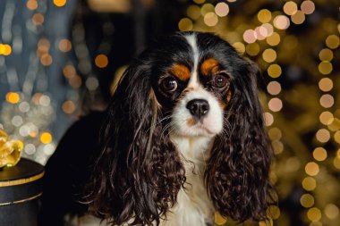 Altın Noel ağacında elinde hediyeler ve süslemelerle sevimli bir Noel köpeği. Şövalye Kral Charles Spaniel yeni yılı kutluyor..