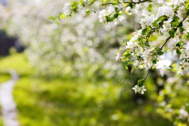 Seçici odaklanma. Bahçede çiçek açan elma ağaçlarının dalları. Güneşli bahar günü.