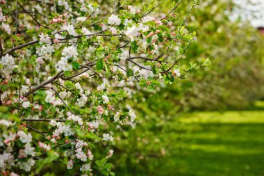Seçici odaklanma. Bahçede çiçek açan elma ağaçlarının dalları. Güneşli bahar günü.