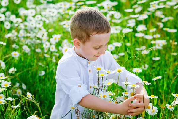 Мальчик Белой Рубашке Поле Маргаритки Портрет Крупным Планом Срывает Цветы — стоковое фото