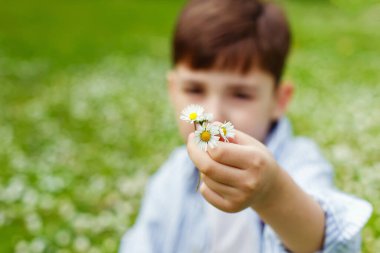 Seçici odaklanma. Çocuk elinde papatya çiçeklerini tutuyor. Yeşil çimlerin arkasında, çiçek açan papatyalar..