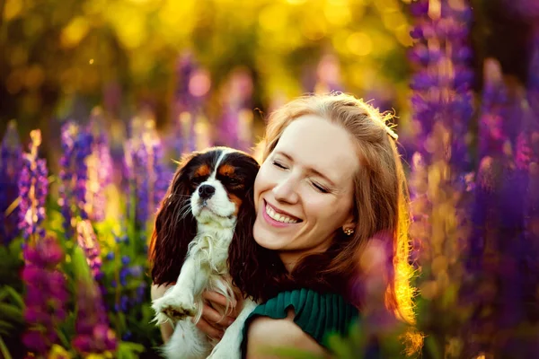 The concept of a dog and a woman. A young woman hugs and kisses her beautiful dog Cavalier King Charles Spaniel in purple lupine flower fields at sunset. Copyspace