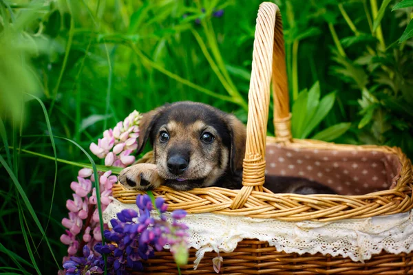 Портрет Щенка Пастуха Маленькая Собака Лежит Корзине Среди Травы Симпатичный — стоковое фото