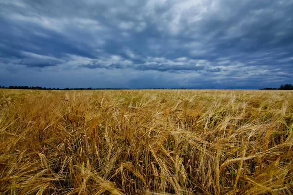 Fırtınalı Gökyüzünün Arka Planında Büyük Bir Olgun Buğday Tarlası — Stok fotoğraf