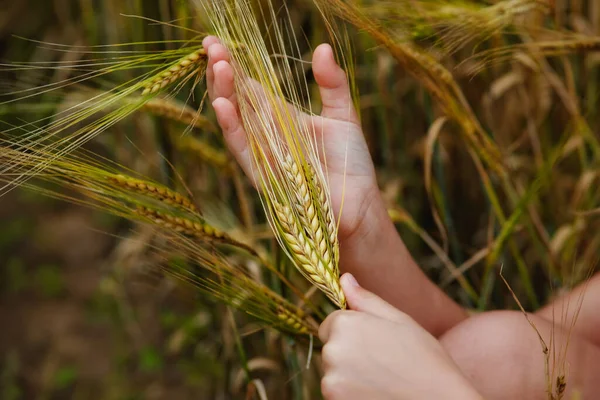 Buğday Tarlasında Çocukların Elleri Altın Buğday Kulakları Tutar Çocuk Buğdaya — Stok fotoğraf