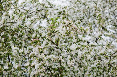 Elma dalları beyaz yengeç çiçekleri açıyor. Bahar çiçekli meyve ağacı. Elma çiçeği.