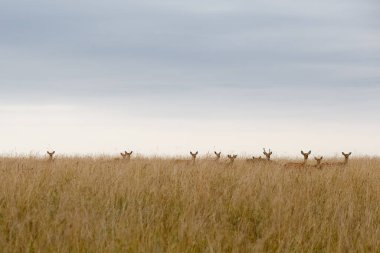 Uzun otların arasında bir tarlada büyük bir geyik sürüsü