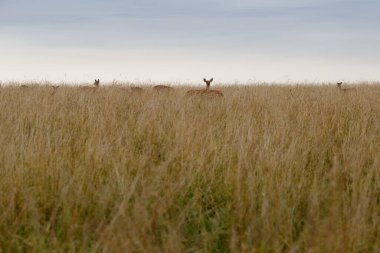 Uzun otların arasında bir tarlada büyük bir geyik sürüsü