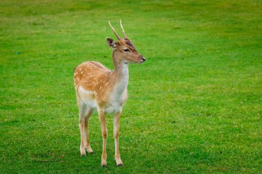 Seçici odaklanma. Yeşil otların arka planında boynuzları olan bir geyiğin yakın plan portresi. Geyik çiftliğinde hayvan bakımı.