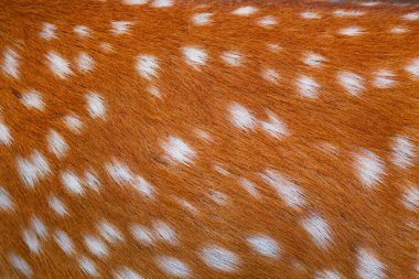 Geyik kürkü kahverengi deseni beyaz desenli, hayvan memeli doğası deri arka planı.