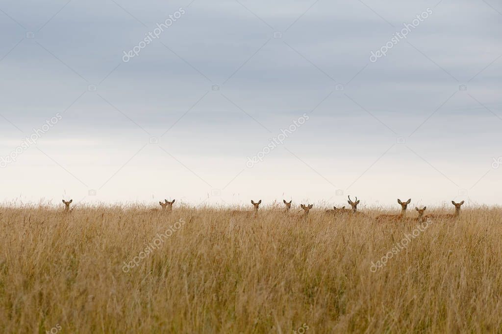 A large herd of deer in a field among the tall grass