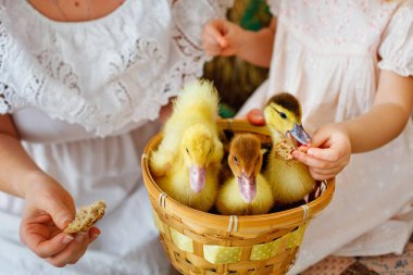 Paskalya kompozisyonu. Bir sepetteki ördek yavrularına yakın çekim. Bir çocuk tüylü bir ördeği besler..