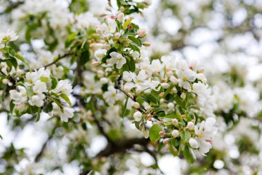 Gün batımında çiçek açan beyaz elma ağaçları. Bahar mevsimi, bahar renkleri