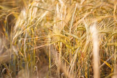 Buğday tarlası. Altın buğday kulakları. Güzel Günbatımı Manzarası. Olgunlaşan kulakların geçmişi. Olgun mısır gevreği. Kapat.