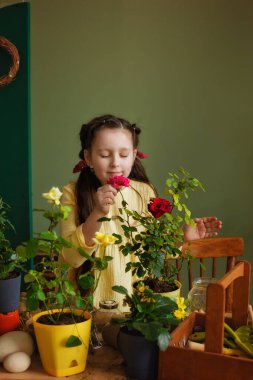 Evdeki bir odada bitkileri olan komik bahçıvan kız. Çocuk sulama ve kapalı alandaki bitkilerin bakımı. Çiçek nakli yapıyor. Ev işleri konsepti. Evde küçük bir yardımcı..