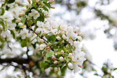 Gün batımında çiçek açan beyaz elma ağaçları. Bahar mevsimi, bahar renkleri