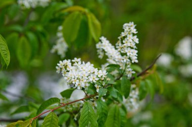 Çiçek açan kiraz ağacı. Beyaz Çiçekli Prunus Avium Ağacı 'nın yakın çekimi. İlkbaharda açan tatlı bir kuş-kiraz ağacı manzarası
