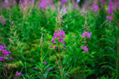 Söğüt bitkisi pembe Epilobium çiçek açmış yakut çiçekleri. Çiçekli söğüt çiçeği ya da çiçek açan Sally. Finlandiya ormanındaki söğüt bitkisinin yabani şifalı bitki çayı..