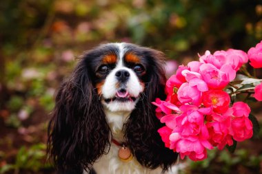 Kral Charles 'ın Şövalyesi' nin büyük bir portresi. Bahçede pembe çiçeklerin arasında duran sevimli bir köpek yavrusu..