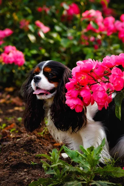 Portrait Vertical Chien Race Cavalier Roi Charles Joli Chiot Debout — Photo