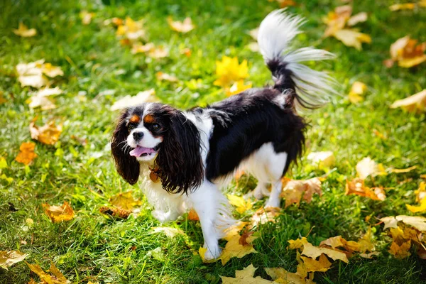 Śmieszny Kawaler King Charles Spaniel Pies Spacerze Jesiennym Ogrodzie Pies — Zdjęcie stockowe