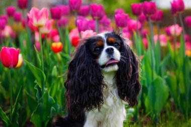Pembe bir lale tarlasına dayanan Şövalye Kral Charles Spaniel 'in büyük portresi. Parktaki köpek baharda çimlerin üzerinde.