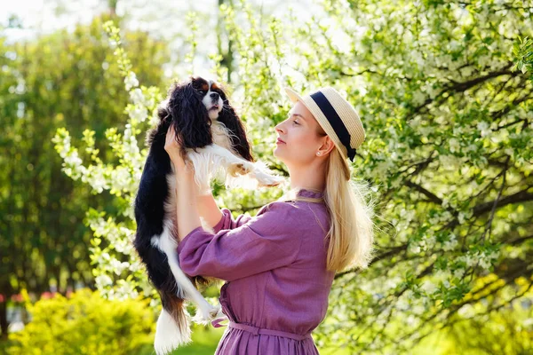 Mignon Cavalier Roi Charles Spaniel Dans Les Bras Une Hôtesse — Photo