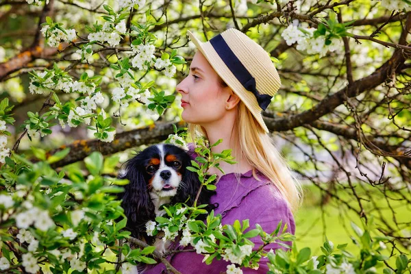 Cavalier Bonito Rei Charles Spaniel Nos Braços Uma Anfitriã Amorosa — Fotografia de Stock