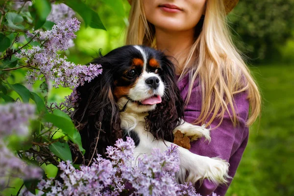 Een Jonge Vrouw Houdt Een Cavalier King Charles Spaniel Hond — Stockfoto
