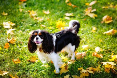 Şövalye Kral Charles Spaniel 'in köpeği çimlerin üzerinde sarı yapraklarla ürer. Sonbahar arka planında küçük bir köpek yukarı bakıyor..