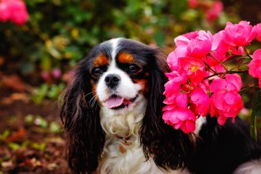 Bahçedeki çiçek açan pembe güllerin yanında yerde oturan Şövalye Kral Charles köpeğinin portresi. Yazın doğada bir köpek.