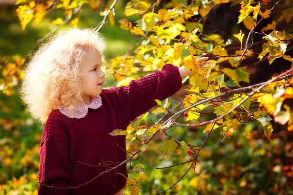 一位身穿勃艮第毛衣的金发小女孩在公园里摘黄叶 — 图库照片