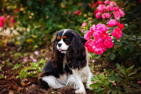 Perro Caballeroso Rey Charles Lindo Cachorro Tirado Jardín Sacando Lengua — Foto de Stock