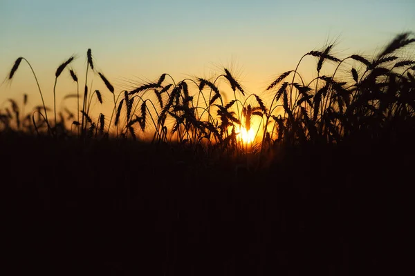 Günbatımının Arka Planında Buğday Kulakları Tarlanın Üzerinde Gün Doğumu Olgun — Stok fotoğraf