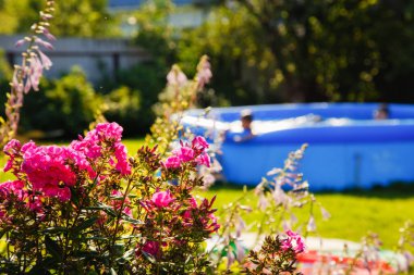 Seçici odaklanma. Bir yaz günü bahçede mavi bir havuzun arka planında pembe çiçekler..