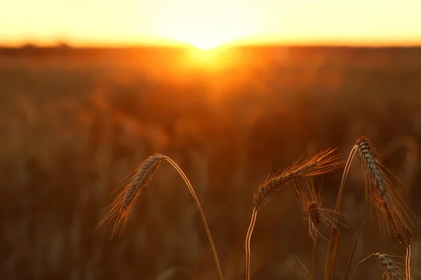 Olgunlaşan Sarı Buğdayların Arka Planı Günbatımının Arka Planında Bulutlu Turuncu — Stok fotoğraf