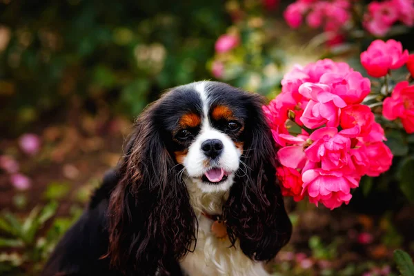 Chien Cavalier King Charles Assis Dans Jardin Près Des Roses — Photo