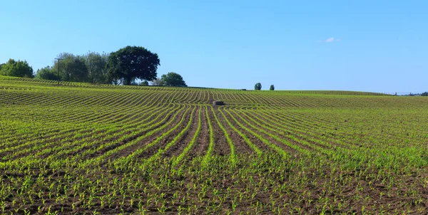 Panoramic View Rows Young Corn Plants Farm Center Photo Cornrows — Stock Photo, Image