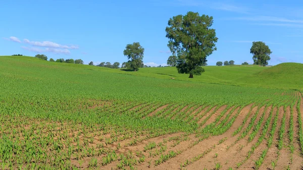 Righe Giovani Piantine Mais Che Crescono Terreni Agricoli Rotolanti — Foto Stock