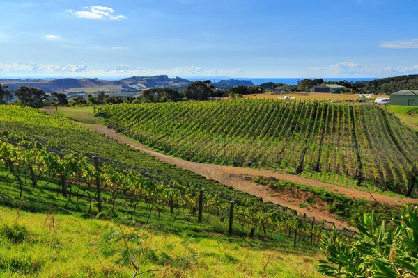 Waiheke Adası, Yeni Zelanda üzüm bağları. Adanın yuvarlanan tepelerinde üzüm bağları var.