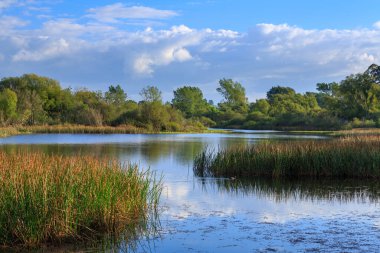 Yaz bulutları ve acele bitkiler bir gölün sessiz sularına yansıdı (Rotorua bölgesinde Rerewhakaaitu Gölü, Yeni Zelanda)