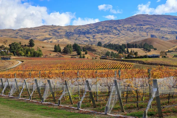 Sonbaharda sarmaşıkların üzerinde parlak sarı yapraklar olan bir üzüm bağı. Yeni Zelanda 'nın Otago bölgesindeki Cromwell' de çekilmiş.